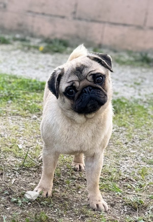 Lilou