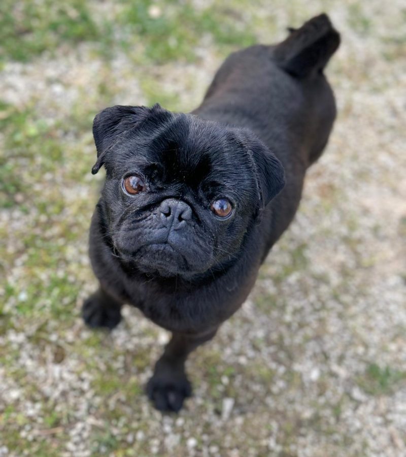 Willow