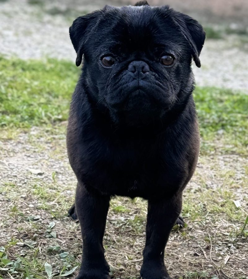Willow